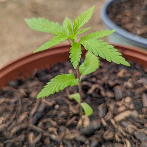 Special Queen #1 growlog timeline photo