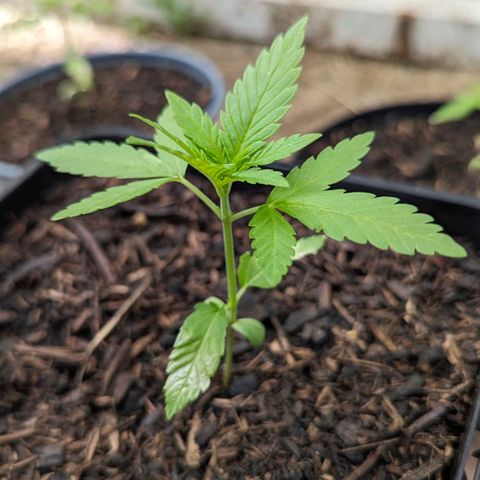 Special Queen #1 growlog timeline photo