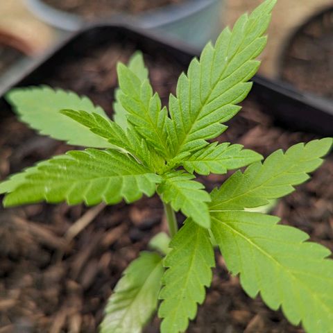 Special Queen #1 growlog timeline photo