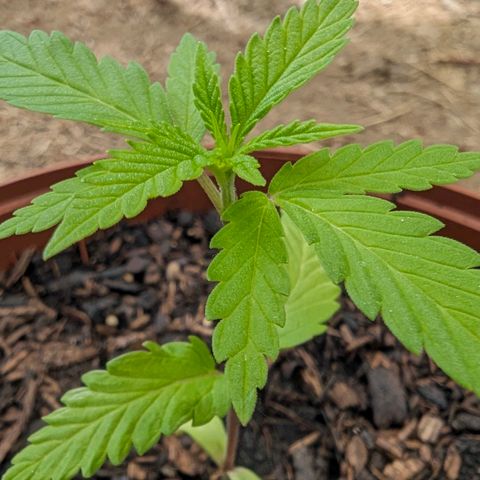 Special Queen #1 growlog timeline photo