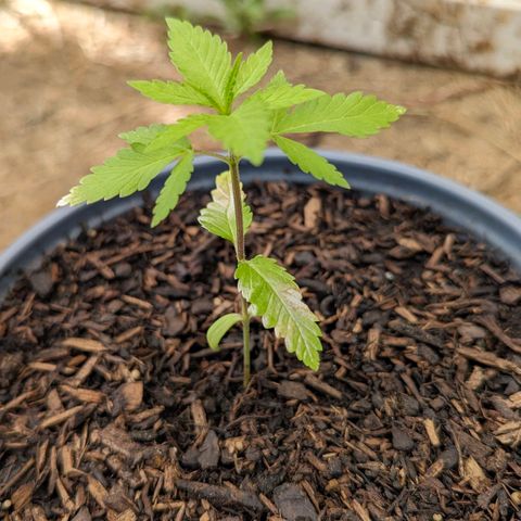 Special Queen #1 growlog timeline photo