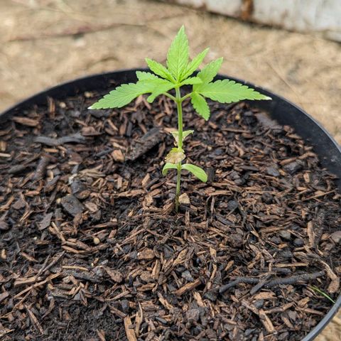 Special Queen #1 growlog timeline photo