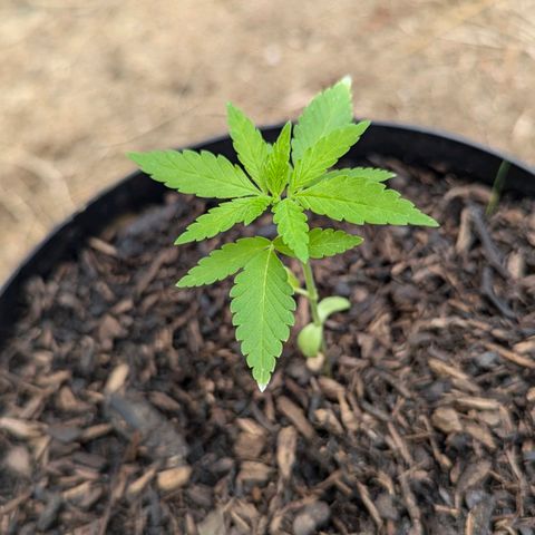 Special Queen #1 growlog timeline photo
