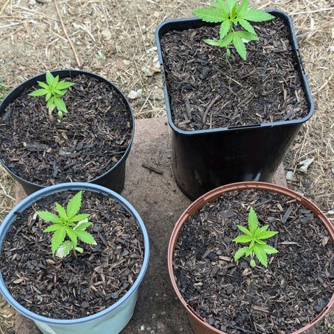 Special Queen #1 growlog timeline photo
