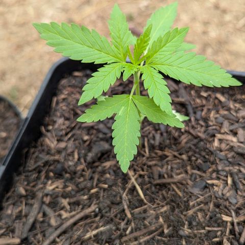 Special Queen #1 growlog timeline photo