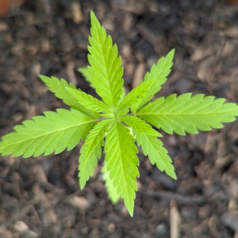 Special Queen #1 growlog timeline photo