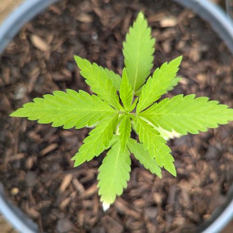 Special Queen #1 growlog timeline photo