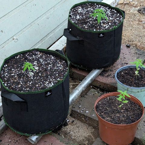 Special Queen #1 growlog timeline photo