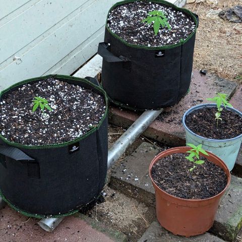 Special Queen #1 growlog timeline photo