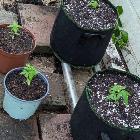 Special Queen #1 growlog timeline photo