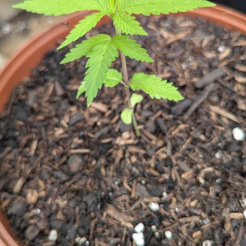 Special Queen #1 growlog photo: Nummer drei umgetopft. Direkt "gerollte" Blätter. Stresszeichen. Die beiden anderen umgetopften sind quietschfidel. Nummer vier im Plastiktopf wartet noch... ^^ 