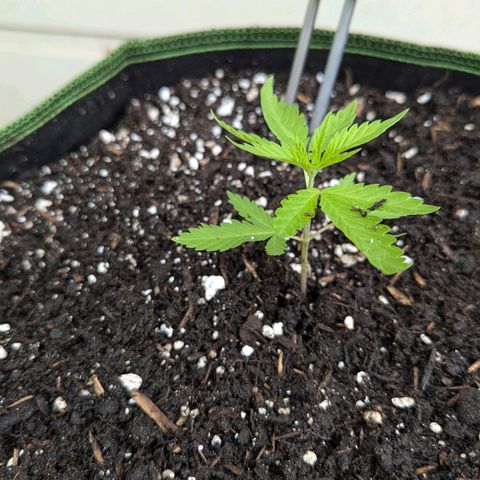 Special Queen #1 growlog photo: Nummer drei umgetopft. Direkt "gerollte" Blätter. Stresszeichen. Die beiden anderen umgetopften sind quietschfidel. Nummer vier im Plastiktopf wartet noch... ^^ 