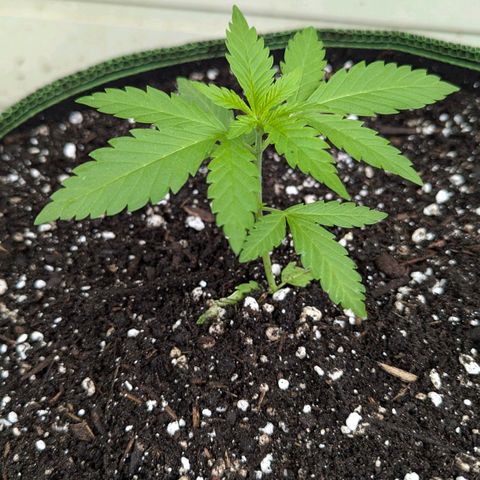 Special Queen #1 growlog photo: Nummer drei umgetopft. Direkt "gerollte" Blätter. Stresszeichen. Die beiden anderen umgetopften sind quietschfidel. Nummer vier im Plastiktopf wartet noch... ^^ 