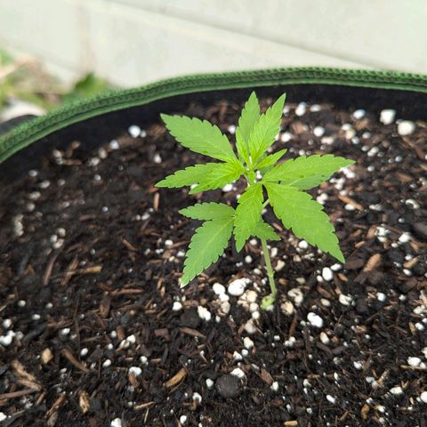 Special Queen #1 growlog photo: Nummer drei umgetopft. Direkt "gerollte" Blätter. Stresszeichen. Die beiden anderen umgetopften sind quietschfidel. Nummer vier im Plastiktopf wartet noch... ^^ 
