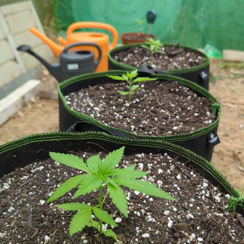 Special Queen #1 growlog timeline photo