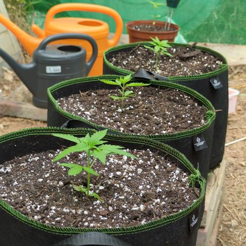 Special Queen #1 growlog timeline photo