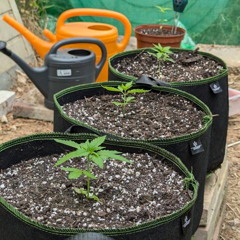 Special Queen #1 growlog timeline photo