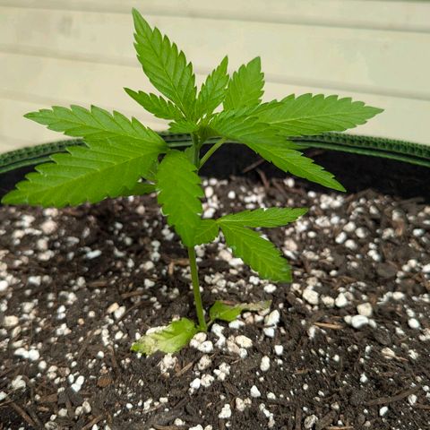 Special Queen #1 growlog timeline photo