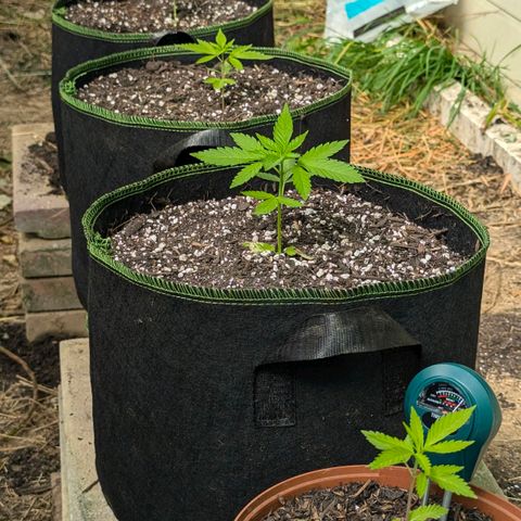 Special Queen #1 growlog timeline photo