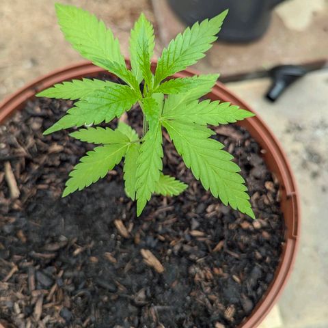 Special Queen #1 growlog timeline photo