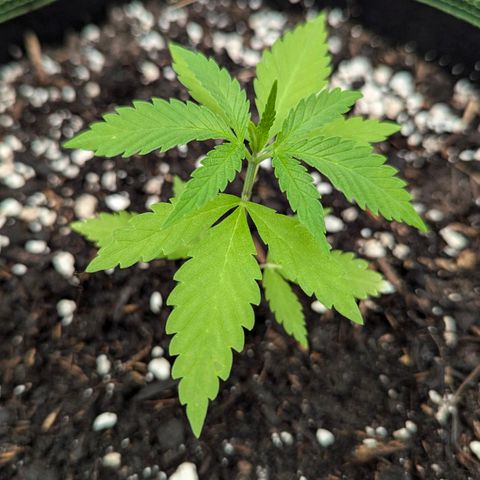 Special Queen #1 growlog timeline photo