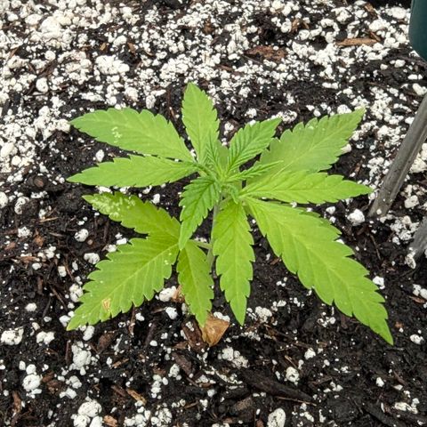 Special Queen #1 growlog timeline photo