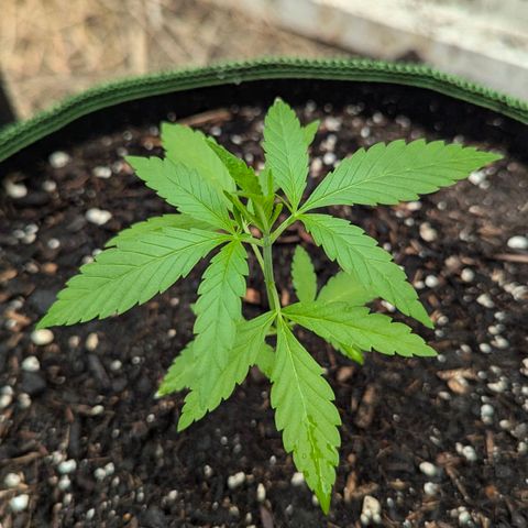 Special Queen #1 growlog timeline photo