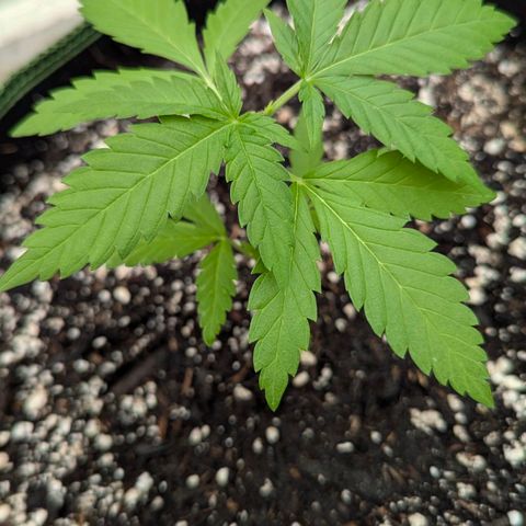 Special Queen #1 growlog timeline photo
