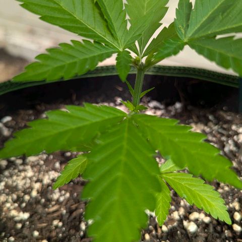 Special Queen #1 growlog timeline photo