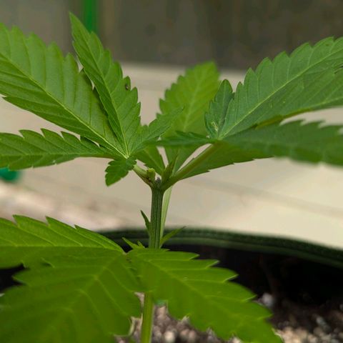 Special Queen #1 growlog timeline photo