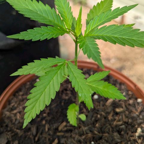 Special Queen #1 growlog timeline photo