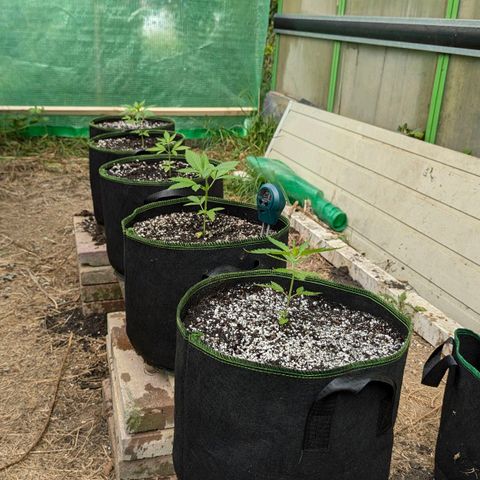 Special Queen #1 growlog timeline photo