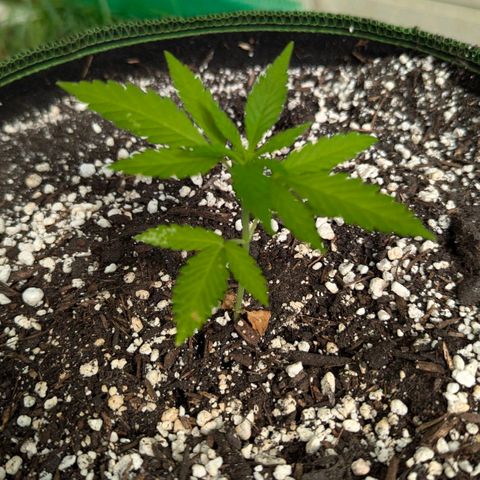 Special Queen #1 growlog timeline photo