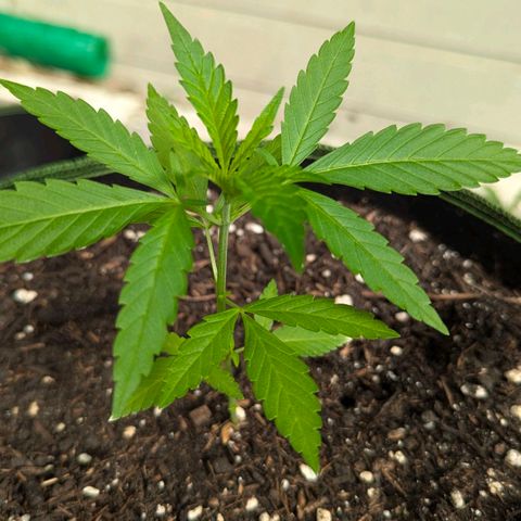 Special Queen #1 growlog timeline photo