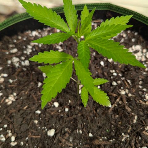 Special Queen #1 growlog timeline photo
