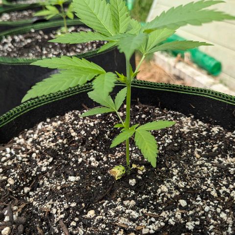 Special Queen #1 growlog timeline photo