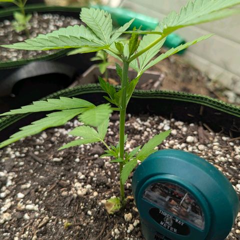 Special Queen #1 growlog timeline photo