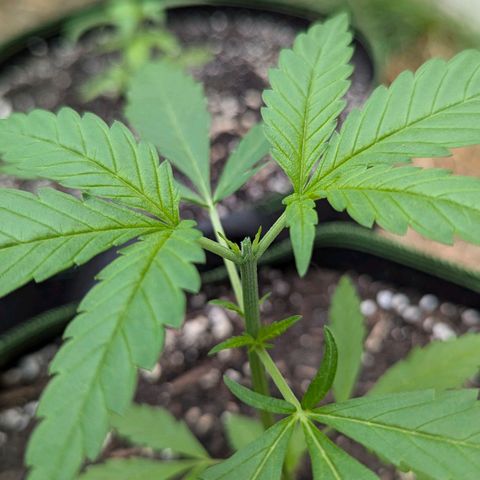 Special Queen #1 growlog timeline photo
