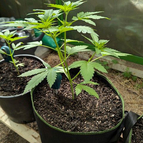 Special Queen #1 growlog timeline photo