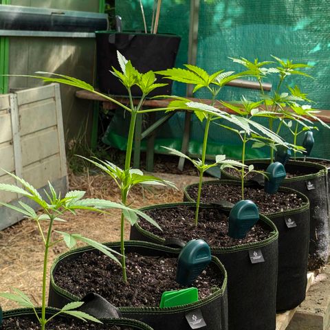Special Queen #1 growlog timeline photo