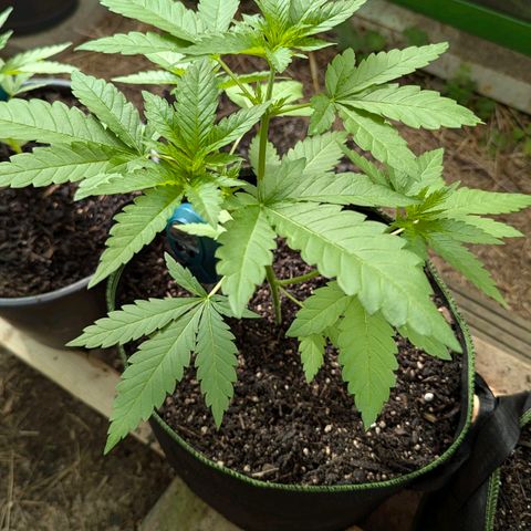 Special Queen #1 growlog timeline photo