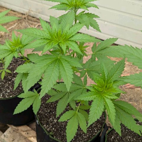 Special Queen #1 growlog timeline photo