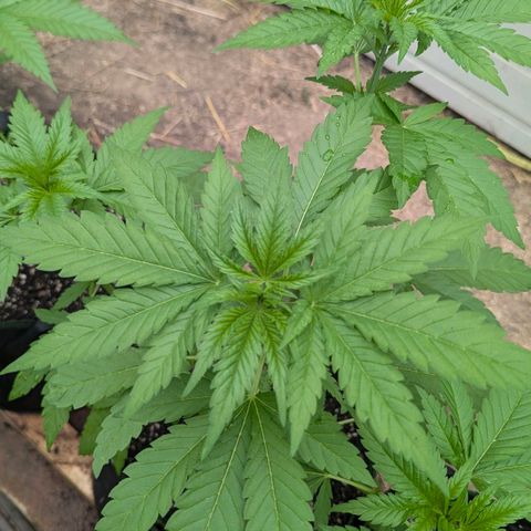 Special Queen #1 growlog timeline photo