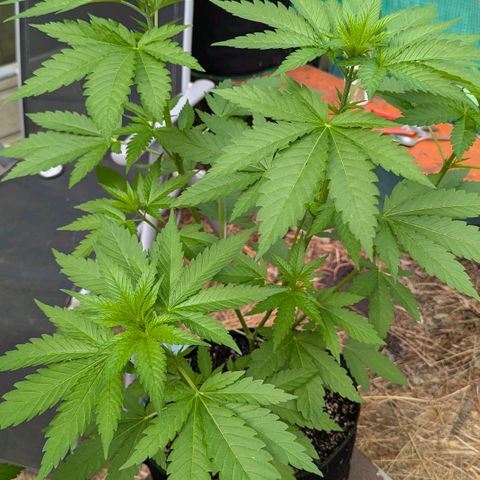 Special Queen #1 growlog timeline photo