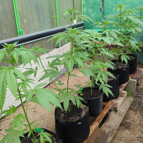 Special Queen #1 growlog timeline photo