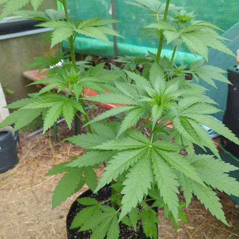 Special Queen #1 growlog timeline photo