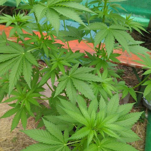 Special Queen #1 growlog photo: Düngerstäbchen+
