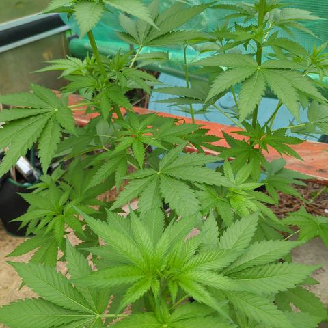 Special Queen #1 growlog timeline photo