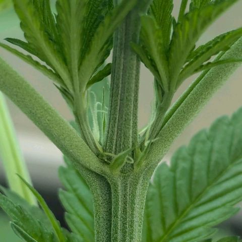 Special Queen #1 growlog photo: Blütenphase beginnt langsam ☺️