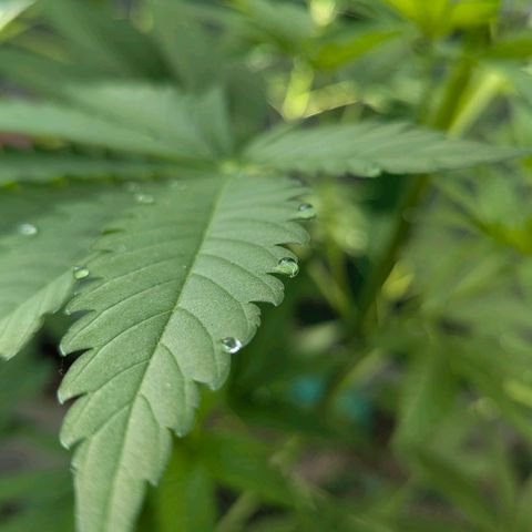 Special Queen #1 growlog timeline photo